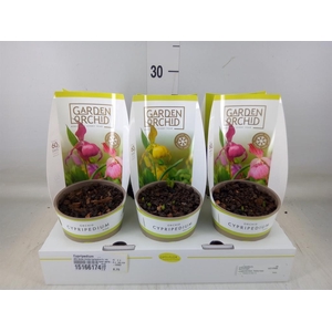 Cypripedium   ...