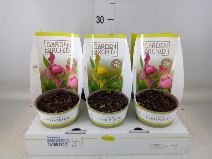 <h4>Cypripedium   ...</h4>