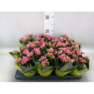 Kalanchoe blos. 'Gloss Bicolor'