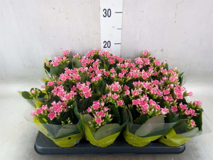 <h4>Kalanchoe blos. 'Gloss Bicolor'</h4>