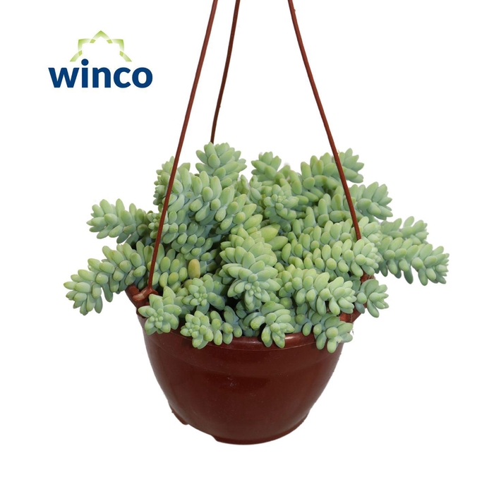 Sedum Burrito (hanging Basket)