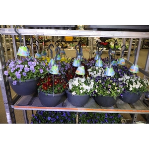 Vio Co End Mixk In Hangpot