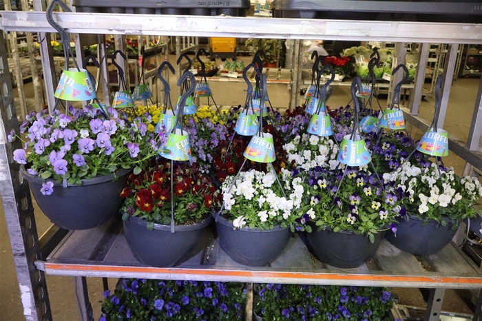 <h4>Vio Co End Mixk In Hangpot</h4>