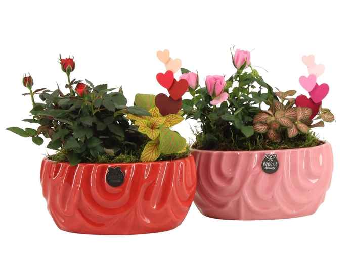 <h4>21808: Lovess arrangement</h4>