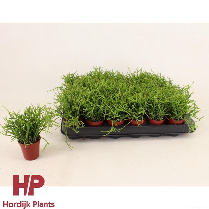 <h4>Rhipsalis baccifera 'Oasis' 5,5cm</h4>