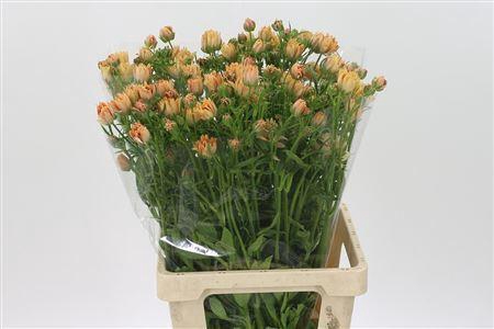 <h4>Ran N Modern Vivaldi 75cm</h4>