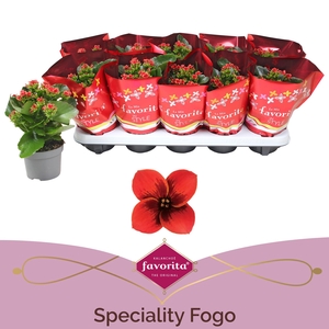 Kalanchoë Favorita Speciality Fogo