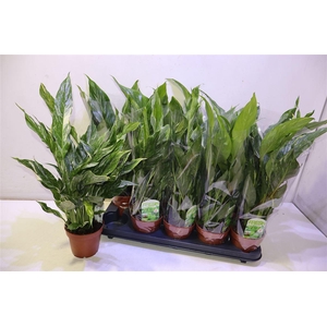 Spath Diamond Variegated