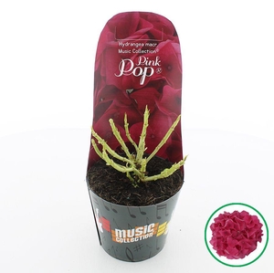 Hydrangea macr. Music Collection® 'Pink Punk'® C2 (17cm.) Potcover