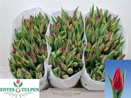 <h4>Tu En Strong Love</h4>