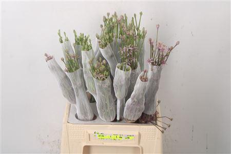<h4>Allium Schubertii</h4>