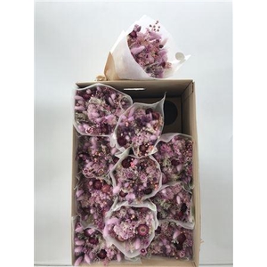 Dr Bqt Dried Fantasy Lilla