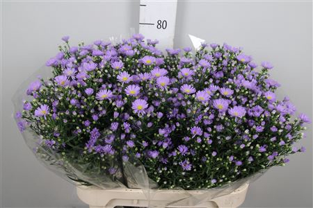 <h4>Ast Cassandra</h4>