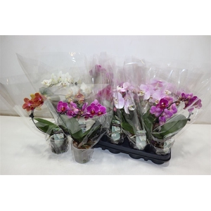 Phal Gem