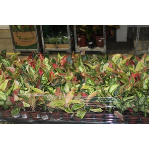 AGLAONEMA VARIADA P06