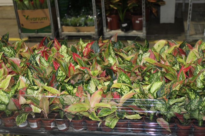 <h4>AGLAONEMA VARIADA P06</h4>