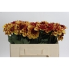 Dahlia Creme de Cognac