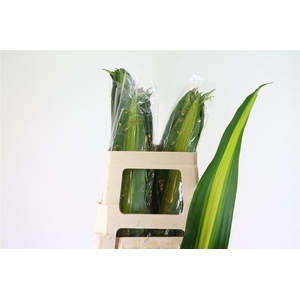 Dracaena frag. 'Massangeana'