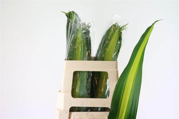 <h4>Dracaena frag. 'Massangeana'</h4>