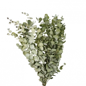 Dried flowers Eucalyptus 70cm 125gr