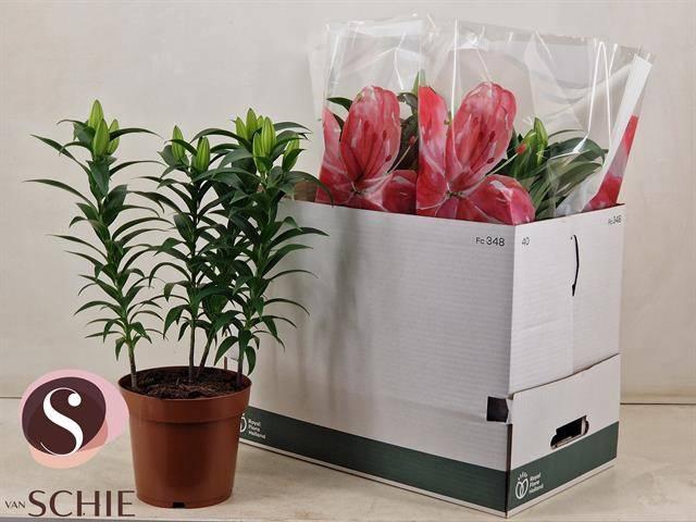 <h4>LIL OR OXYGEN</h4>