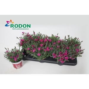 DIAN PICTURE PERFECT