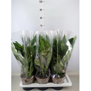 Spathiphyllum  'Diamond'