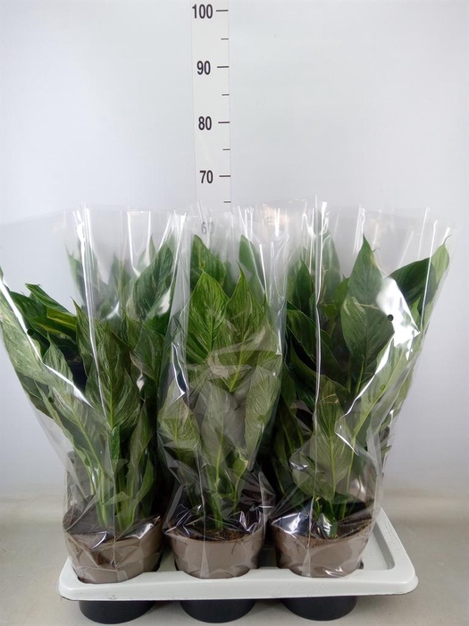 <h4>Spathiphyllum 'Diamond'</h4>