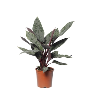 Apoballis Red Sword