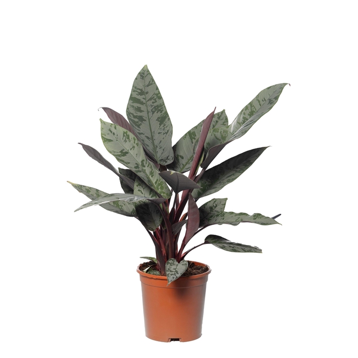 <h4>Apoballis Red Sword</h4>