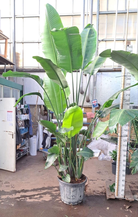 <h4>Strelitzia nicolai</h4>