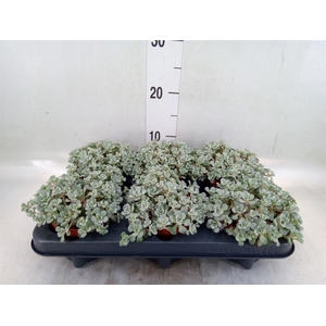 Sedum spathulifolium 'Cape Blanco'