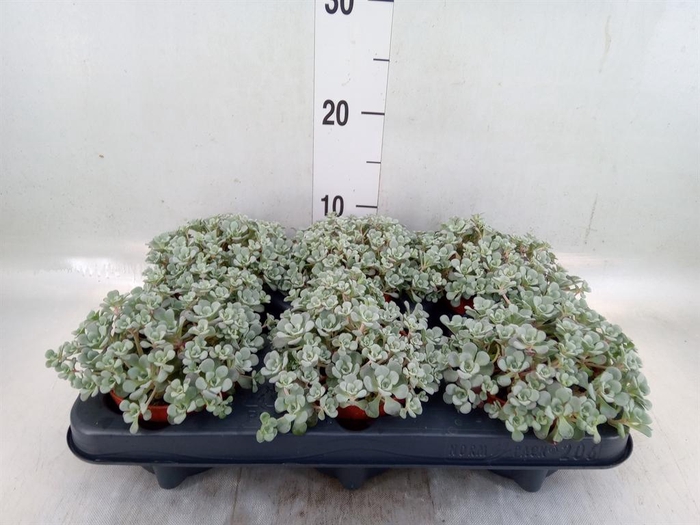 <h4>Sedum spathulifolium 'Cape Blanco'</h4>