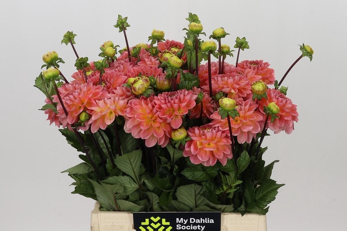 <h4>Dahlia Peachy Wizard</h4>