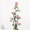 Campanula medium champion pink