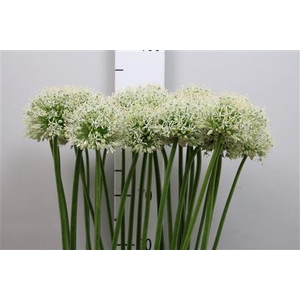 Allium Mount Everest
