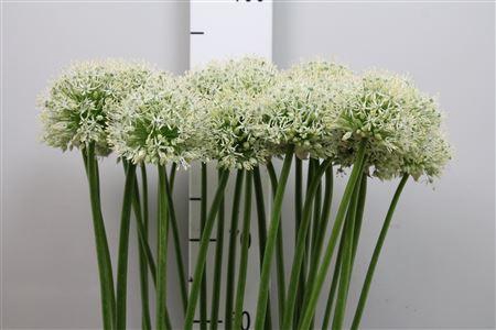 <h4>Allium Mount Everest</h4>