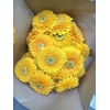GE MB POM HONEYDEW