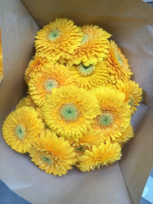GE MB POM HONEYDEW