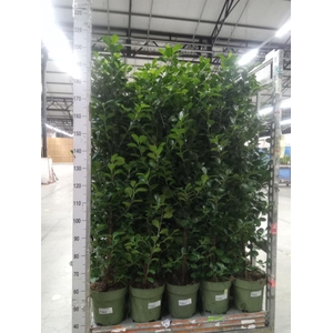 Ficus microcarpa 'Moclame'