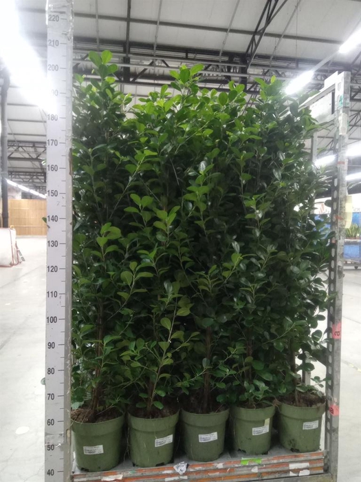 <h4>Ficus microcarpa 'Moclame'</h4>