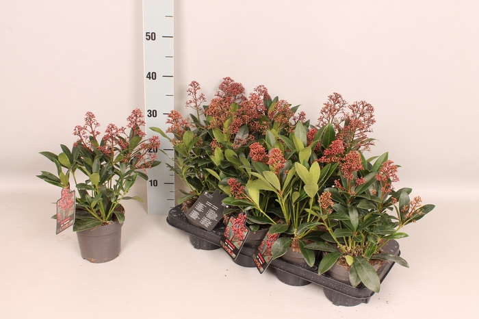 Skimmia jap. 'Rubella' 4/6 bloem
