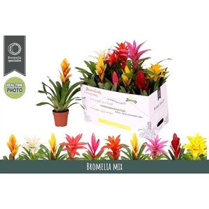 BROMELIA GEM 6 SRT