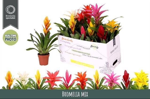 <h4>BROMELIA GEM 6 SRT</h4>