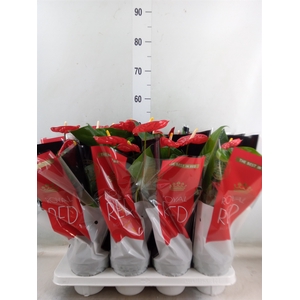Anthurium andr. 'Madural'