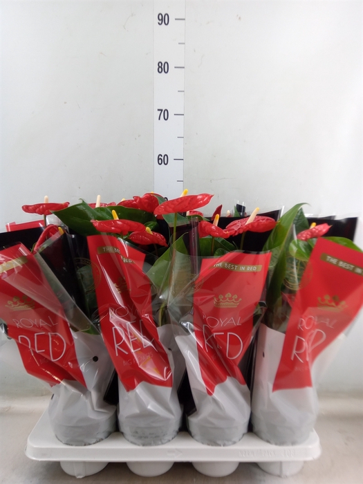 <h4>Anthurium andr. 'Madural'</h4>