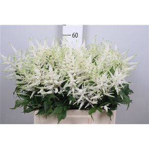 Astil Ja Washington (x60)