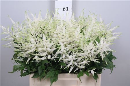 <h4>Astil Ja Washington (x60)</h4>