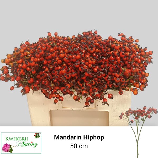 Rosa Mandarin Hip Hop Amting