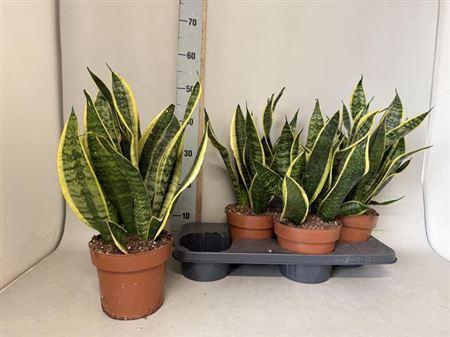 <h4>Sansev Futura Superb</h4>